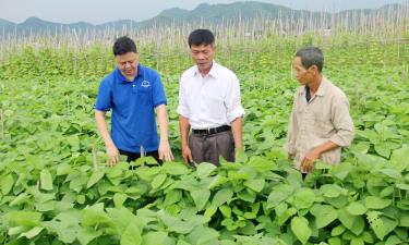 Xã Đông Phú (Lục Nam) xây dựng vùng trồng đậu tương rau xuất khẩu.